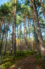 Obraz premium landscape with pine forest on a summer day