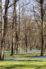 Scillas like a rug in the park on a sunny spring day.