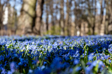 Scillas like a rug in the park on a sunny spring day.