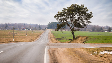 landscape with tree and road