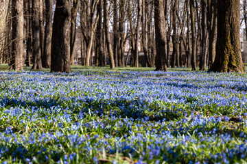 Obraz premium Scillas like a rug in the park on a sunny spring day.