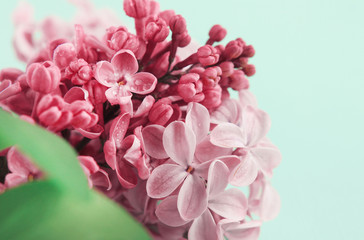 Fresh spring lilac blossom flowers, delicate pink petals, closeup pastel color toned.