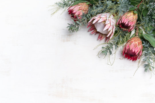 Beautiful decorative pink king protea flower surrounded by pink ice proteas and wattle leaves, creating a floral border on a rustic white background.