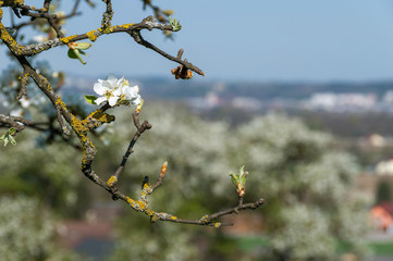 Mostbaumblüte
