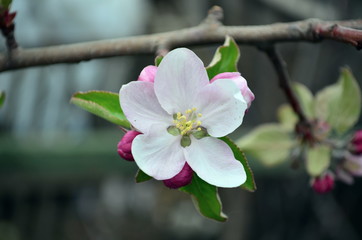 apple flower blooming on branch