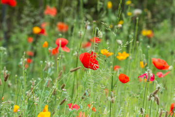 Prairie fleurie au printemps