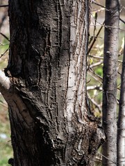 Obraz premium The texture of the tree bark