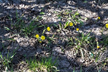 Yellow dandelions. Background for presentation.