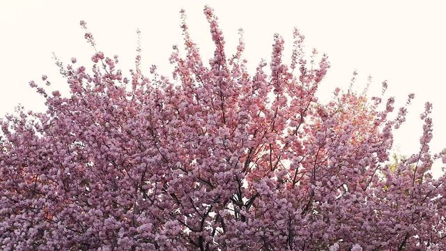 Close-up of japanese sakura cherry tree crown in full blossom against copy space background. Decorative spring season 4K