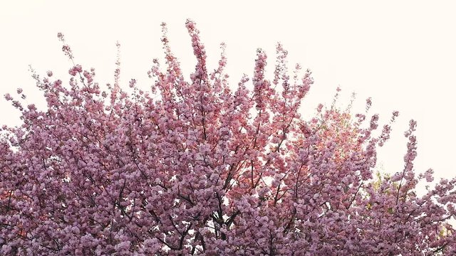 Top of Blooming sakura cherry tree. Blossom background in spring, South Korea