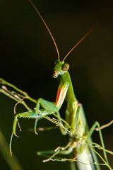 Garden Praying Mantis also known as Orthodera ministralis 