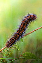 Hairy caterpillar sits on a tree branch in the early morning