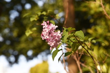 Lilac flowers / Oleaceae deciduous shrub