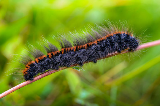 Hairy caterpillar sits on a tree branch in the early morning