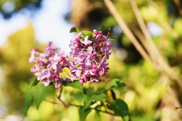 Lilac flowers / Oleaceae deciduous shrub