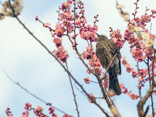 ヒヨドリ Bulbul