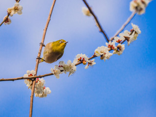 梅 plum メジロ white-eye