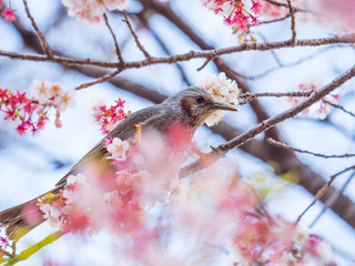 ヒヨドリ Bulbul