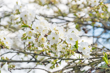 Cherry tree flowers blooming on brach tree at sunny day.