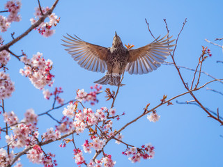 ヒヨドリ Bulbul