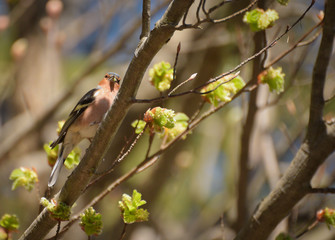 bird, rühling, blume, baum, natur, aufblühen, ast, weiß, green, pflanze, cherry, blühen, garden, blatt, jahreszeit, vogel