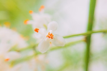 white blooming flowers with orange stamens blossom close-up. for post cards and calendars ring or summer mood concept