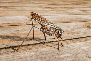 close up of insect brown cricket standing on a wooden surface. wild life insects in nature concept.