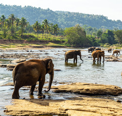 Elephant wild animals Pinnawela Sri Lanka