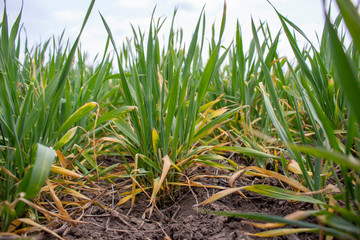 Damaged wheat bush, frostbite winter wheat leaves and diseases of fungal infections.