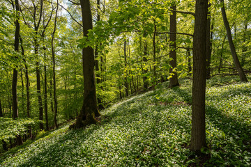 Fototapeta premium Blühender Bärlauch Wald