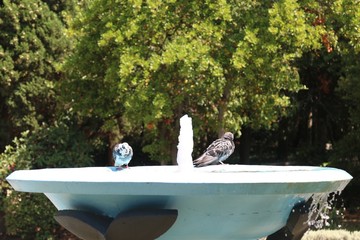 Two pigeons in the fountain