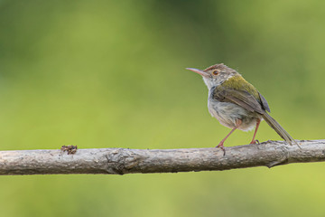 Common Tailorbird perching