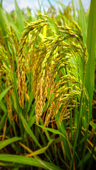 close up of green rice