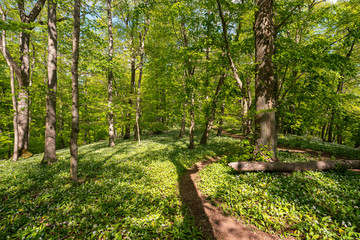 Blühender Bärlauch Wald