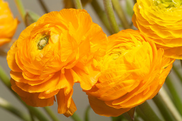 Ranunculus flower over green background