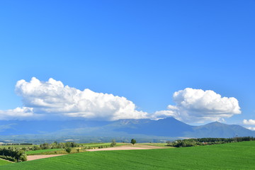 Naklejka premium 雲と空と大地～ハートの木