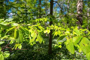 Blühender Bärlauch Wald