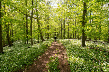 Blühender Bärlauch Wald