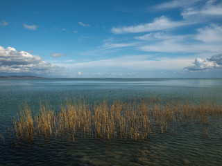 reeds in the lake in march