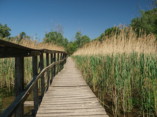 Naklejka premium wooden pier in the reeds