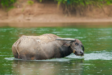 Big water buffalo taking bath in river