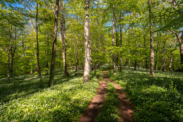 Blühender Bärlauch Wald