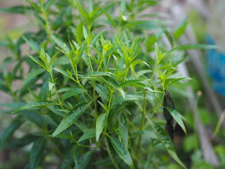 Thai herbs King of Bitter scientific name Andrographis paniculate Burm, Fah Talai john, green vegetable tree plant blooming in garden green vegetable protect coronavirus covid-19