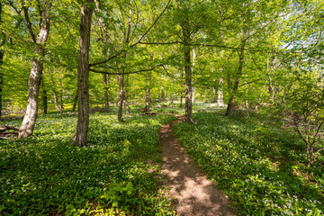 Blühender Bärlauch Wald