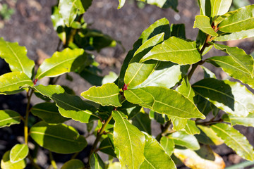 Some lorel leafs in the sun
