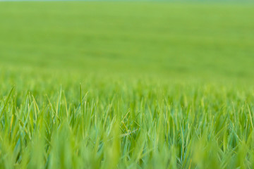 Fototapeta premium zielone pole trawy