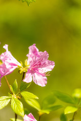 철쭉 (Royal azalea)