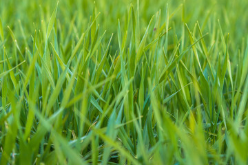 fresh green grass