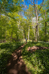 Blühender Bärlauch Wald