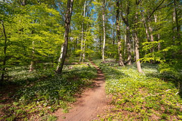 Blühender Bärlauch Wald